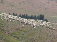 Watch out for sheep along the highway